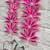 flower booti with cow hanging for decor your home  gifting  prosperity (pack of 2) (pink) 