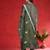 Women Embroidered Thread Work Pure Cotton Kurta with Trousers & Dupatta