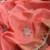 Peach Embroidery Floral Moti Beats Work And Gold Span (Organza) Fabric Saree With Unstitched Blouse 