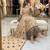 Beige faux georgette embroidered flared gown set
