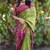 Green zigzag floral print linen cotton saree