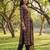 black straight geometric print kurta trouser dupatta set
