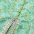 Women Green Floral Printed Pure Cotton Kurti with Sharara