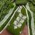 women's green unstitched roman silk dress material with embroidered dupatta