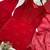 red color embroidery and sequince work georgette salwar suit
