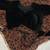 Women   s brown leopard print saree with black blouse