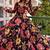 Black organza printed anarkali set