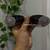 Viral oxidized glares 2.0.2  - navratri