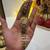 Harini  - navratri