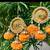handmade door hanging decorative latkanhome temple office decor (pack of 2) 