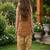 Brown and white printed cotton festive wear kurta set