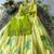 Kids yellow soft organza zari weaving gown with raw silk maggam embroidery work koti