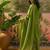 Printed Round Neck Kurta Trousers & Dupatta