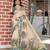 beige green multicolor shimmer handloom cotton blend digital print saree (sfhcs312)