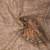 beige shimmer handloom cotton blend saree with floral print (t sfshmr29)