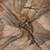 beige brown shimmer handloom cotton blend digital print saree (t sfshmr4)