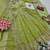 Pista fendy silk embroidered sequince work anarkali kurta set