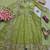 Pista fendy silk embroidered sequince work anarkali kurta set