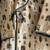 Beige printed cotton silk kurta set