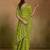 Printed sequinned embroidered border pure georgette leheriya saree