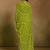 Printed sequinned embroidered border pure georgette leheriya saree