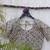 Cream cotton printed readymade blouse