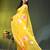 yellow mulmul cotton blend saree with lotus bloom print