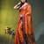 Orange tissue saree with rose woven border