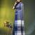 blue cotton blend saree with bird motifs