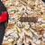 Pure georgette bandhani saree