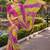 Striped pure chiffon leheriya saree
