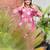 elegant pink embroidered kurti pant set with floral detailing   stylish women   ethnic wear