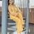 elegant mustard yellow embroidered kurti pant set with floral detailing   stylish women   ethnic wear