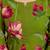 Women Floral Printed Round Neck Straight Kurta with Trousers & Dupatta