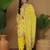 Women Geometric Printed Sequinned Kurta with Patiala & Dupatta