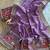 silk blend embroidered wedding wear women' saree with blouse