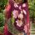 Wine georgette floral print embroidered saree