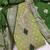 Green silk  embroidered unstitched dressmaterials 3 pair top bottom dupptaa