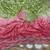 Parrot Green And Pink Color Handwork And Sequence Work Satin Saree