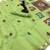 green floral muga cotton blend jamdani saree with blouse