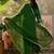 green thread embroidered silk blend stitched straight trouser salwar suit set