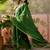 green thread embroidered silk blend stitched straight trouser salwar suit set
