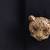 Oxidised antique gold plated animal motif button cover