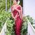 Maroon silk blend jacuard work festival saree with unstitched blouse piece