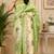 parrot green color digital printed chanderi ready to wear saree with blouse