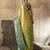 yellow zari work silk blend kanjivaram saree with blouse