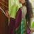 Wine green silk blend jacuard work festival saree with unstitched blouse piece