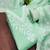 Green chanderi embroidered unstitched suit