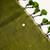 Olive floral designer saree