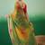 green bandhani embroidered pure georgette saree